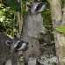 racoon_map_h_0130_cos1860.jpg